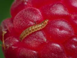 Raspberry beetle - the enemy of raspberries