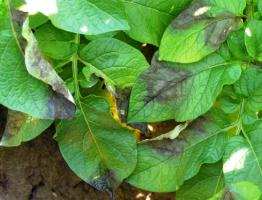 Causes of spots on potato tops and tubers