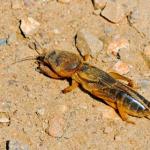 Krtonožka, škrkavka, šváb - podzemné záhradné škodce