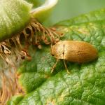 Ways to combat the raspberry beetle
