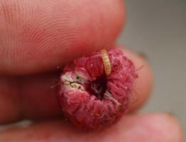 Raspberry beetle and methods of combating it