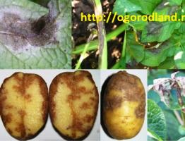 What's wrong with potatoes?  Let's save the harvest!