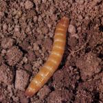 Plant pests living in the soil