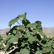 Paulownia Adam's tree: description