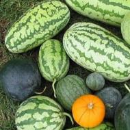 Grafting a watermelon onto lagenaria How to graft a watermelon onto a pumpkin lagenaria
