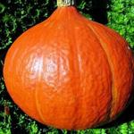 The best varieties of bush pumpkin for open ground: description, photo Pumpkin for planting the best varieties