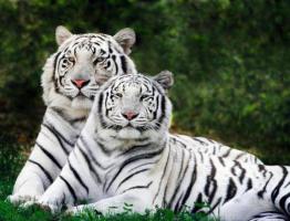 Karakteristike muškaraca i žena Djevice u godini tigra Sve o muškarcu Djevici Tigru