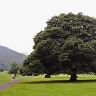 Wysokość i długość życia drzew