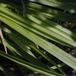 Turzyca - trawa trawiasta czy roślina ozdobna?
