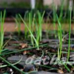 Regler för att odla purjolök i din trädgård