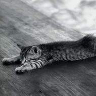 Varför drömmer en död katt Drömtolkning av drömmar död katt