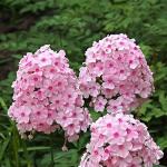 Growing varietal phlox: features of planting and caring for the “fire flower”