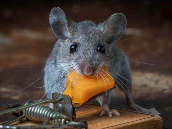 كيفية التخلص من الفئران في منزل خاص