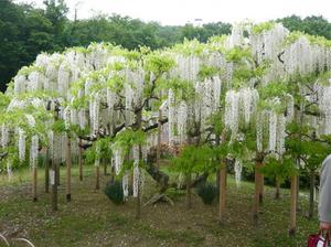 Wzrost ciepłolubnych wisterii