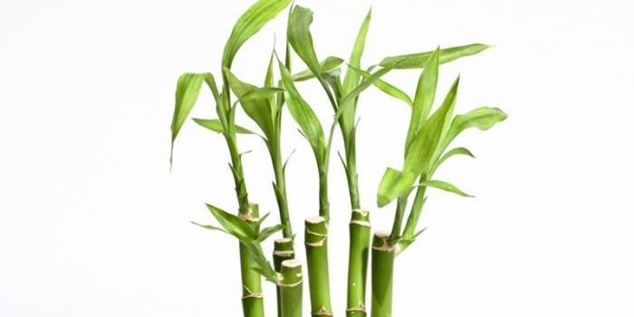 Як розмножити бамбук в домашніх умовах?
