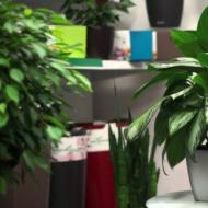 Features of growing and caring for aglaonema at home