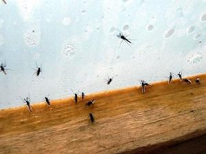 Jak mogę pozbyć się czarnych much w mieszkaniu