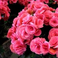 Indoor begonia: features of home care Begonia care and cultivation