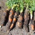 How to deal with gray mold