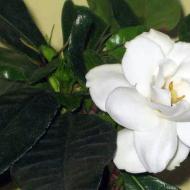 Upute za vrtlare: kako odabrati tlo za gardeniju, gnojivo i lonac Jasmine gardenia feng shui njega