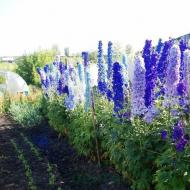 Delphinium perennial: cultivation and care in the open field