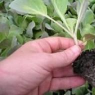 Jak sadzić kapustę pekińską: sadzonki w domu