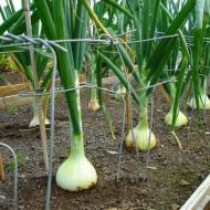 Jak ustalić, kiedy usunąć cebulę z ogrodu do przechowywania?