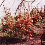 Kako uzgajati bogati urod rajčice