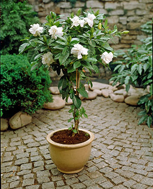 What kind of plant - gardenia jasmine?