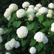Hydrangea paniculata: how to plant and care