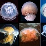 The whole truth about how jellyfish reproduce