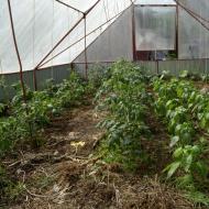 Att ta hand om tomater i växthus: Detaljerade instruktioner