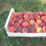 Как определить, что персики созрели и их пора собирать