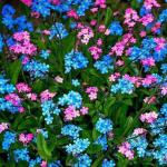 Forget-me-not garden: planting and care Forget-me-nots from seeds planting and care