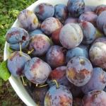Plums in their own juice with sugar - preparation for the winter Blue plums in their own juice