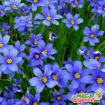 Flax perennial (photo) - planting and care