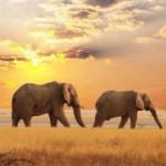 Dlaczego marzysz o uratowaniu słonia?
