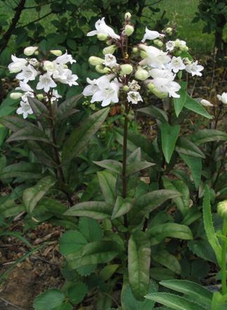 Penstemon: growing and care