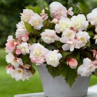 Begonia: care and cultivation at home, transplantation and reproduction Begonia indoor care cultivation