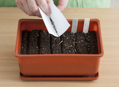 Marigolds: sowing seeds for seedlings