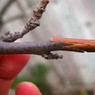How to graft another variety or cherry on a cherry seedling How and when to graft a cherry
