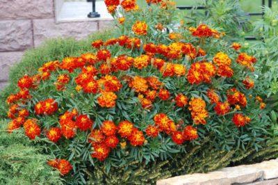 Raste marigolds u zemlji za ljepotu i korist