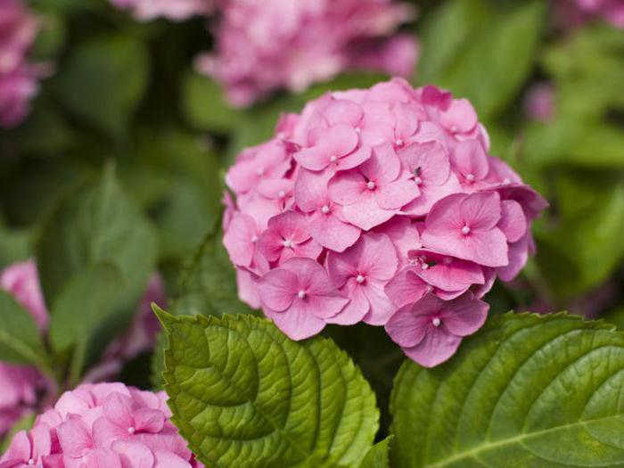 How to prune the hydrangea in the spring