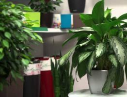 Features of growing and caring for aglaonema at home
