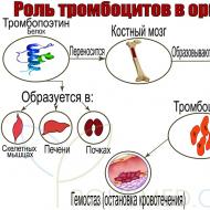 Bone marrow diseases: symptoms, diagnosis, treatment