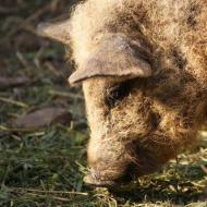 Characteristics and description of the pig brazier Boar brazier
