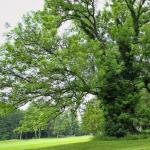 Ash types.  Light handsome ash.  The history of the ash tree - video