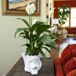 Spathiphyllum: home care