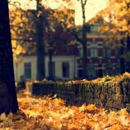 Essay on the theme of autumn.  Essays about autumn
