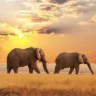 Miért álmodozol egy elefánt megmentéséről?